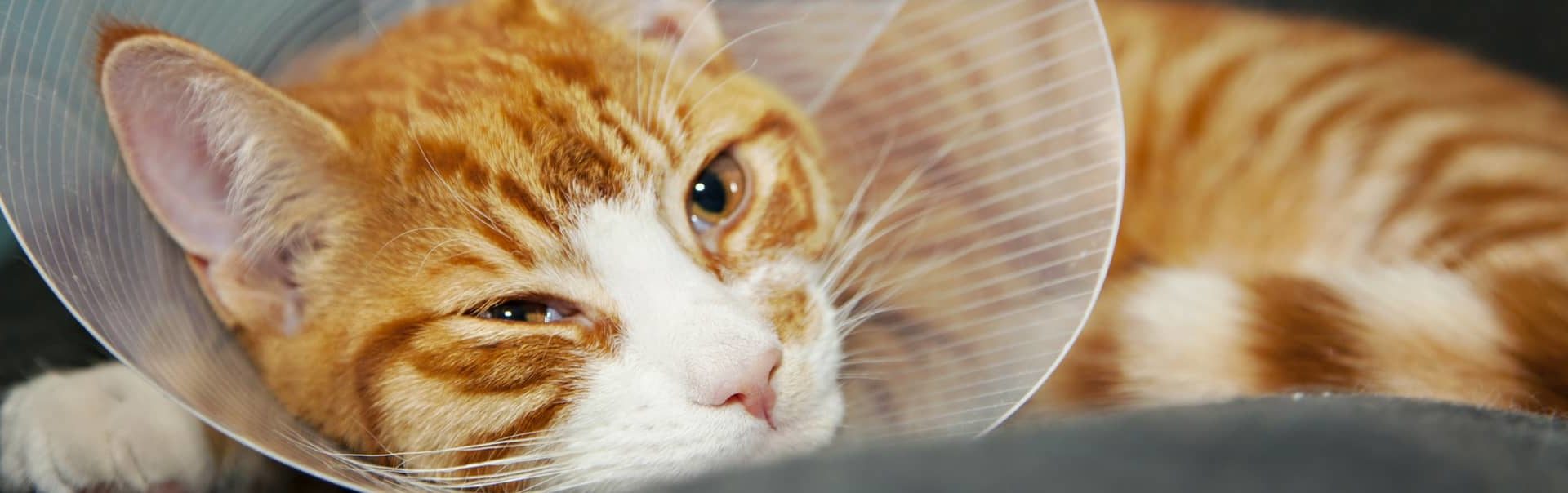 Ginger striped cat wearing a cone