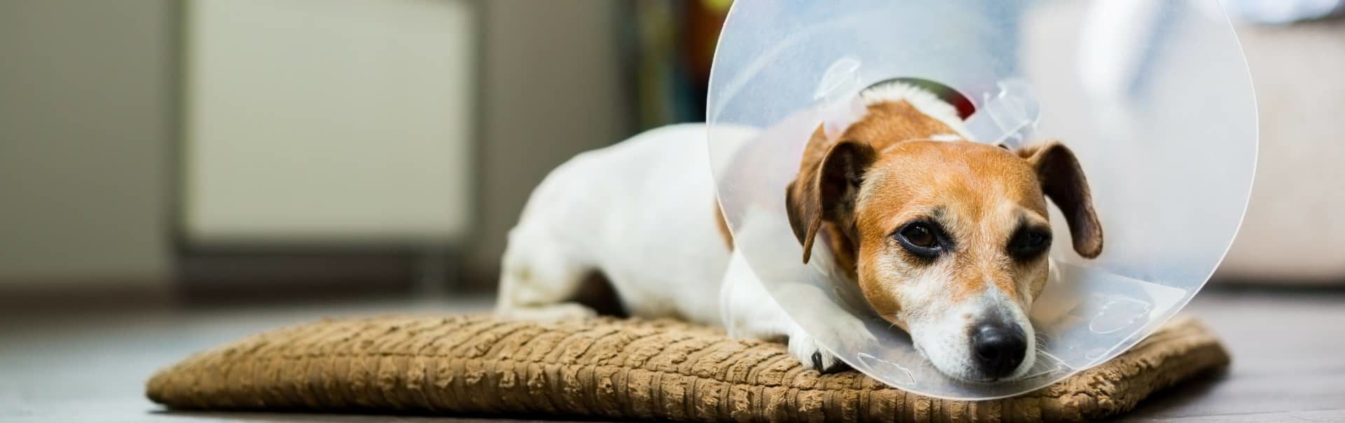 Jack Russell with a cone