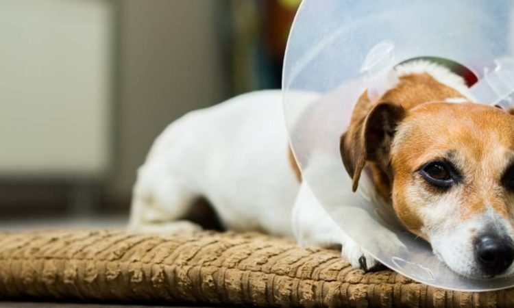 Jack Russell with a cone