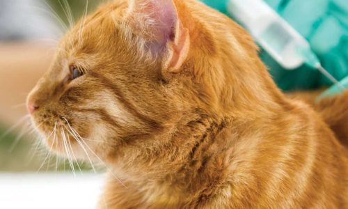 Ginger cat receiving a vaccination