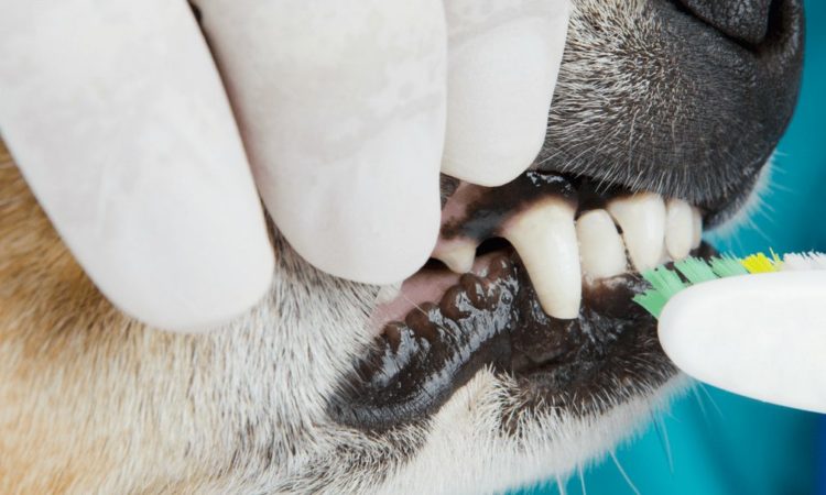 Dog having their teeth brushed