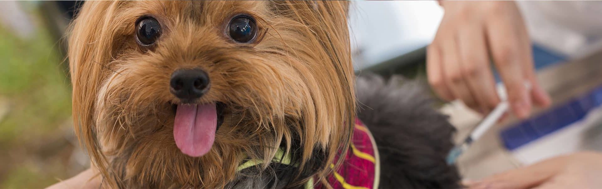Cute Yorkshire Terrier receives a vaccination